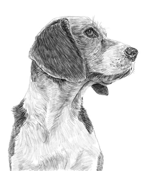 300,000+ Free Animal Drawings & Drawing Images .